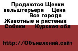 Продаются Щенки вельштерьера  › Цена ­ 27 000 - Все города Животные и растения » Собаки   . Курская обл.